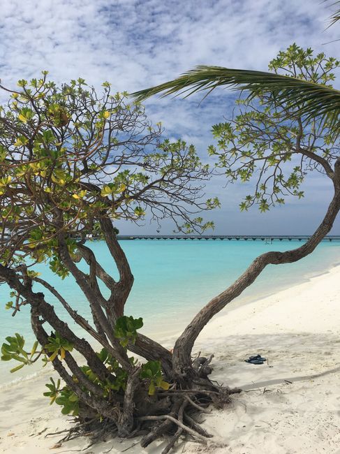 Maldive: Paradise Island Resort 1