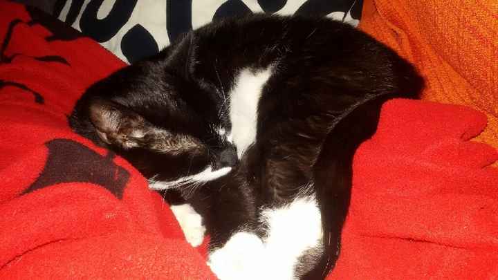 Gatto in casa, non sono immune da toxoplasmosi - 1