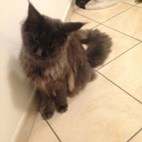 Le foto dei vostri animali - 1