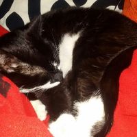 Gatto in casa, non sono immune da toxoplasmosi - 1