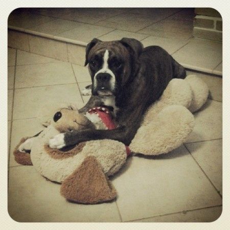 A - 99 vi presento la mia bimba pelosa - 1