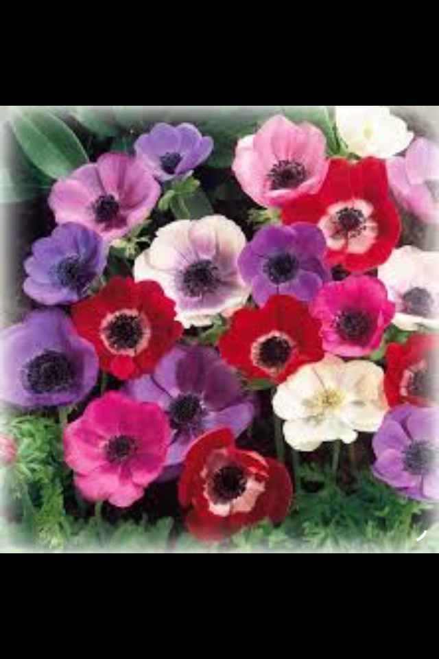 Fiori consigliati per un matrimonio a luglio - 1