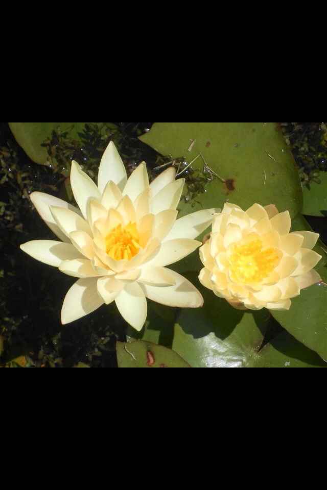 Fiori consigliati per un matrimonio a luglio - 5