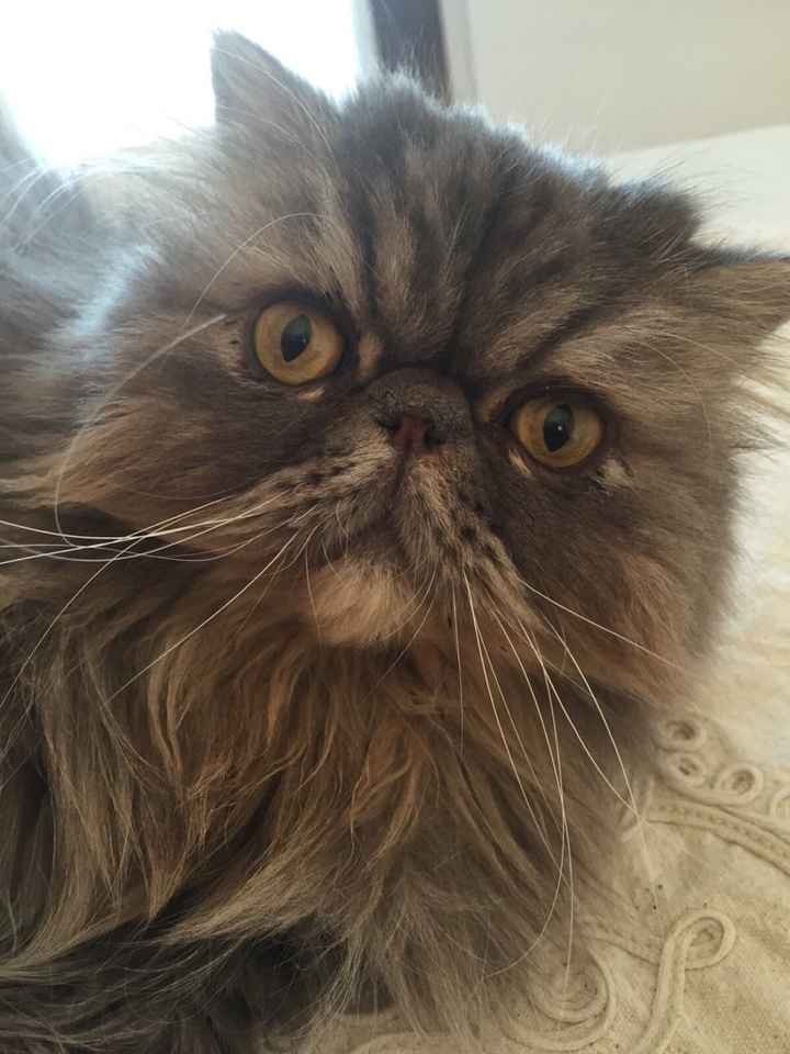 Sposine e gatti - 1
