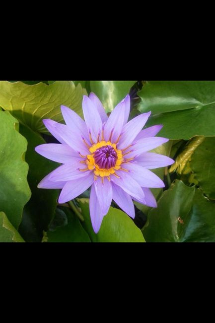 Fiori consigliati per un matrimonio a luglio - 4