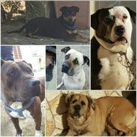 Cani al matrimonio - 1