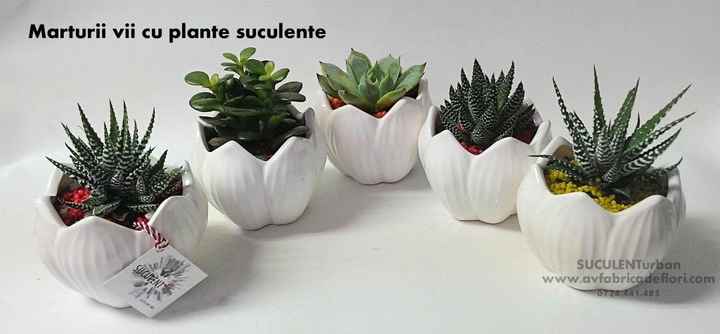 Bomboniera-piante - 1