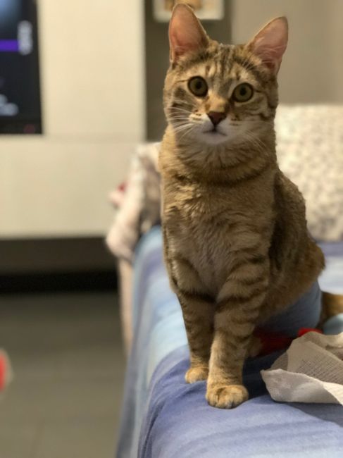 Collaboratori pelosi ❤️ - 1