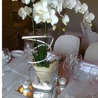 Orchidee perché no? - 1