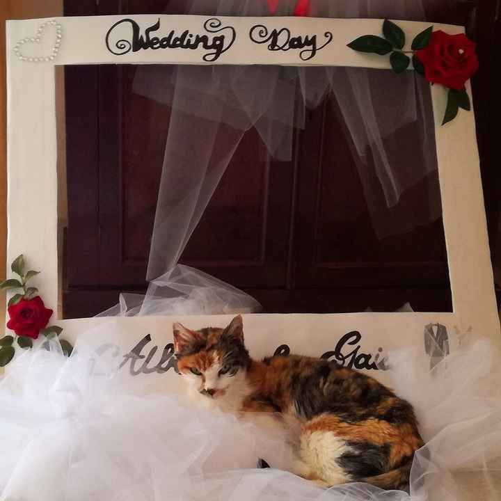 I gatti, i preparativi e il matrimonio: fateci vedere le loro foto! 📸 - 1