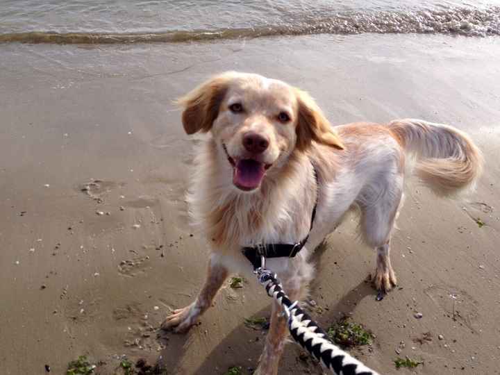 Chi pensa ai propri animali quando andrá in viaggio di nozze?... - 1