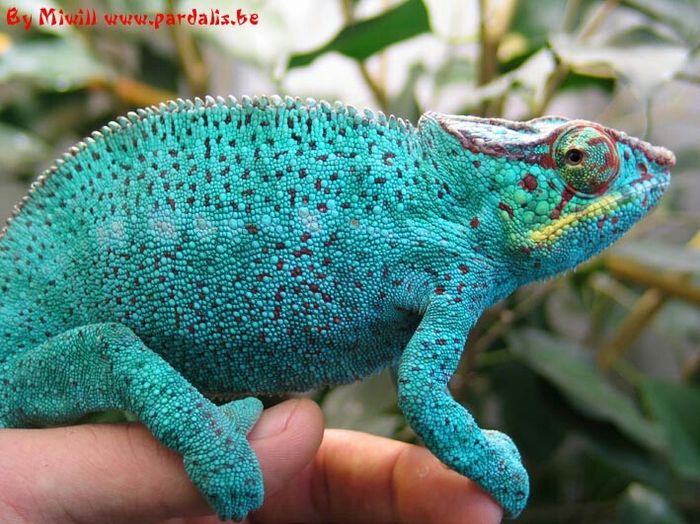 Maldive, new york, madagascar - 4