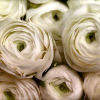 Flowers: papavero bianco illegale? - 1