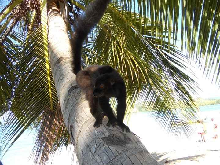 i lemuri