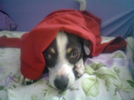 Le foto dei vostri animali - 1