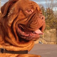 Le foto dei vostri animali - 1