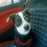 Il mio ci sarà, il vostro? - 1