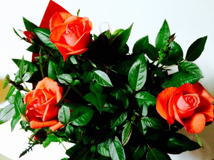 S.Valentino floreale