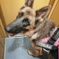 Avete un animale domestico? - 1