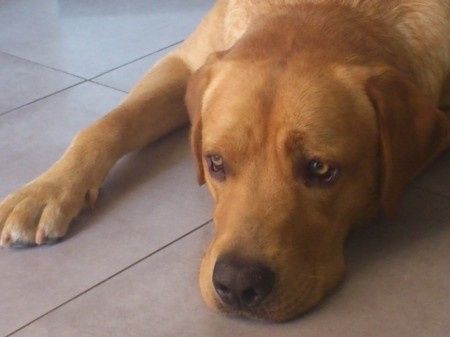 il mio cucciolo/figlio!