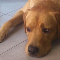 il mio cucciolo/figlio!