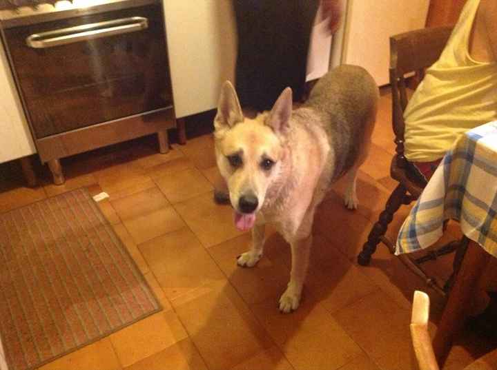 I nostri amici a 4 zampe - 1