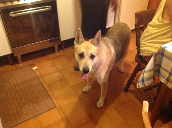 I nostri amici a 4 zampe - 1