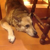 I nostri amici a 4 zampe - 2