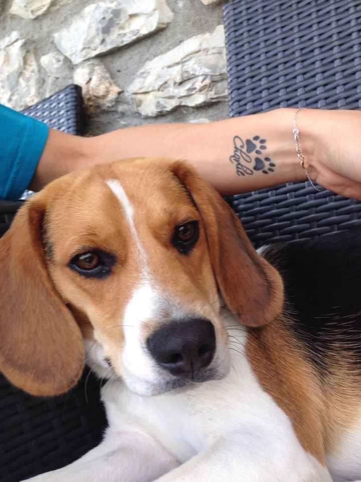 Pets - 3