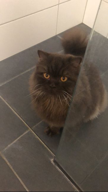 Collaboratori pelosi ❤️ - 1