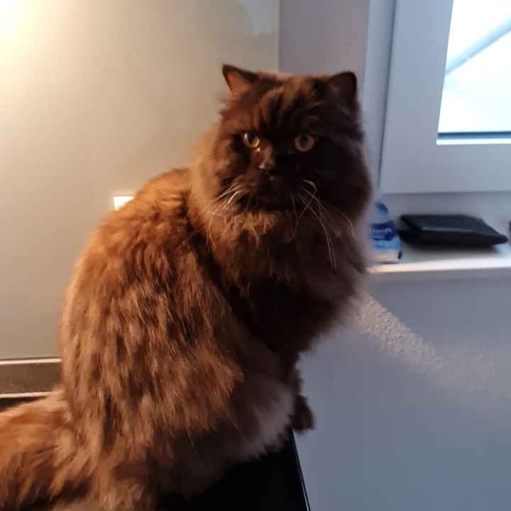 Foto con l'amico a quattro zampe🐱🐶 - 1