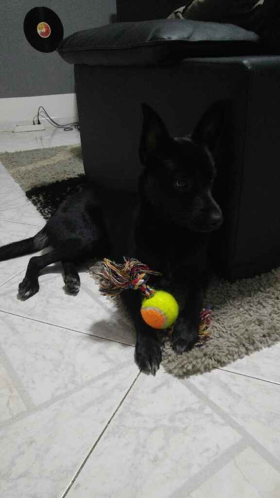 Matrimonio a 4 zampe - 1