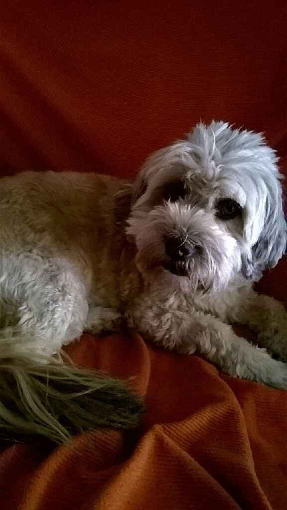 Matrimonio a 4 zampe - 1