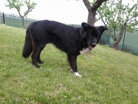 Il mio cucciolo