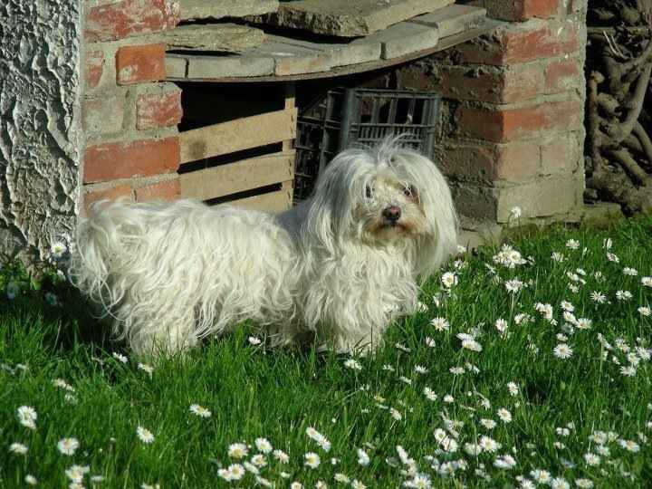 La vecchietta di casa