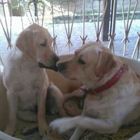  Invitato d'onore.. - 1