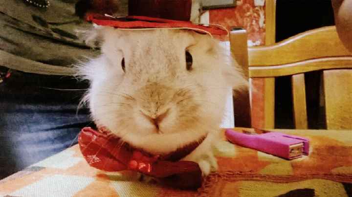 Addio lello 😭 - 1