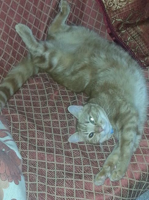 Cuccioli di casa... - 1