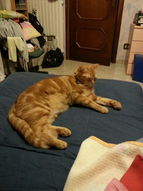 Cuccioli di casa... - 2