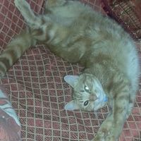 Cuccioli di casa... - 1