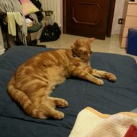 Cuccioli di casa... - 2