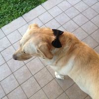 Too cute: i vostri amici animali - 1