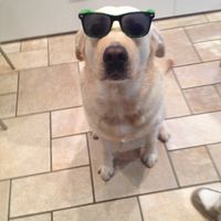 Raccolta di foto con i nostri animali - 1