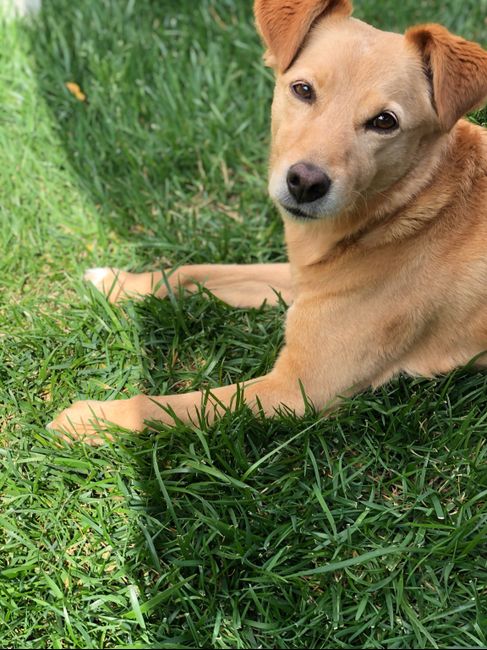 Wedding dog sitter 1