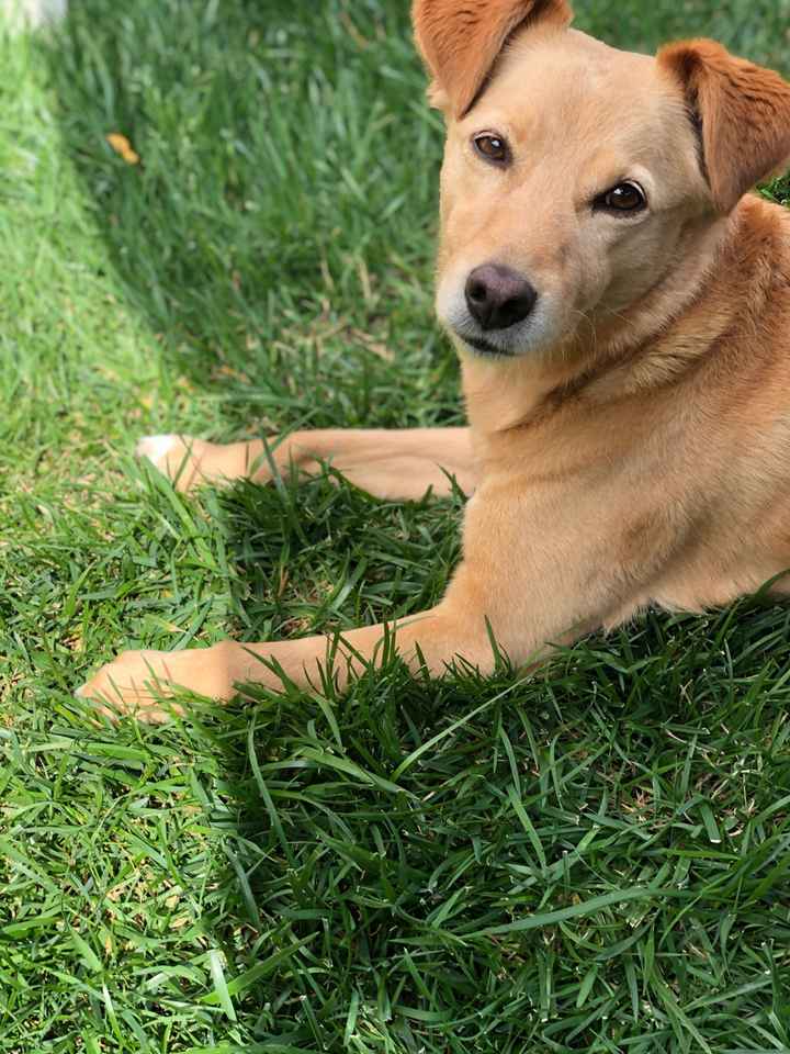 Wedding dog sitter - 1