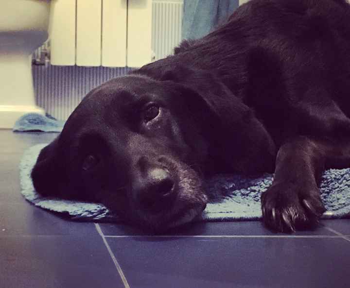 Il mio labrador 💙 Achille al nostro Big Day ❤ - 1