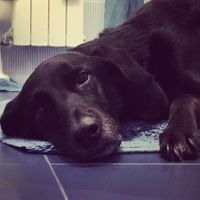 Il mio labrador 💙 Achille al nostro Big Day ❤ - 1
