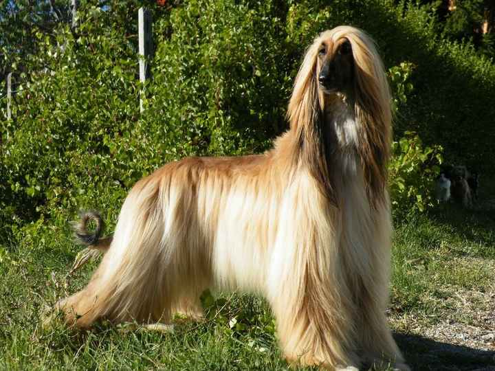 Ecco a voi i miei amori.. - 1