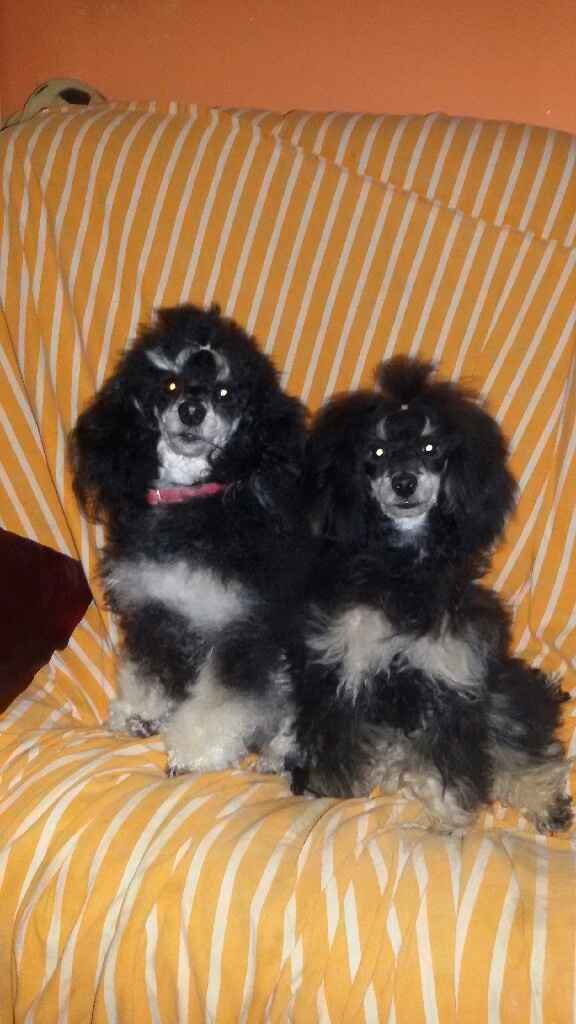 Ecco a voi i miei amori.. - 3