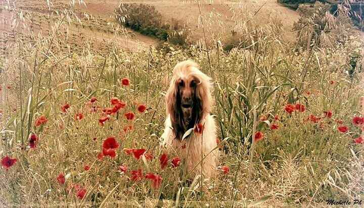 Ecco a voi i miei amori.. - 2